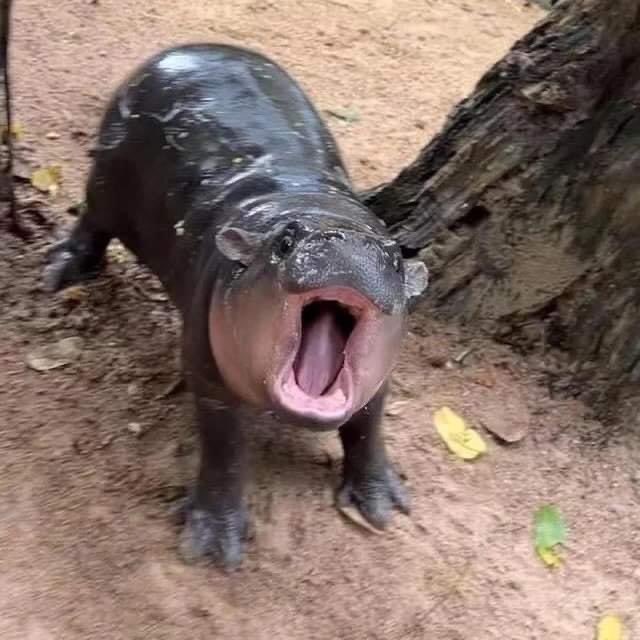 PEACHYDOCYAM's tweet image. 150 items? 6 subspecs? more or less 30 topics?  3 straight hours?

saksaken niyo na lang ako