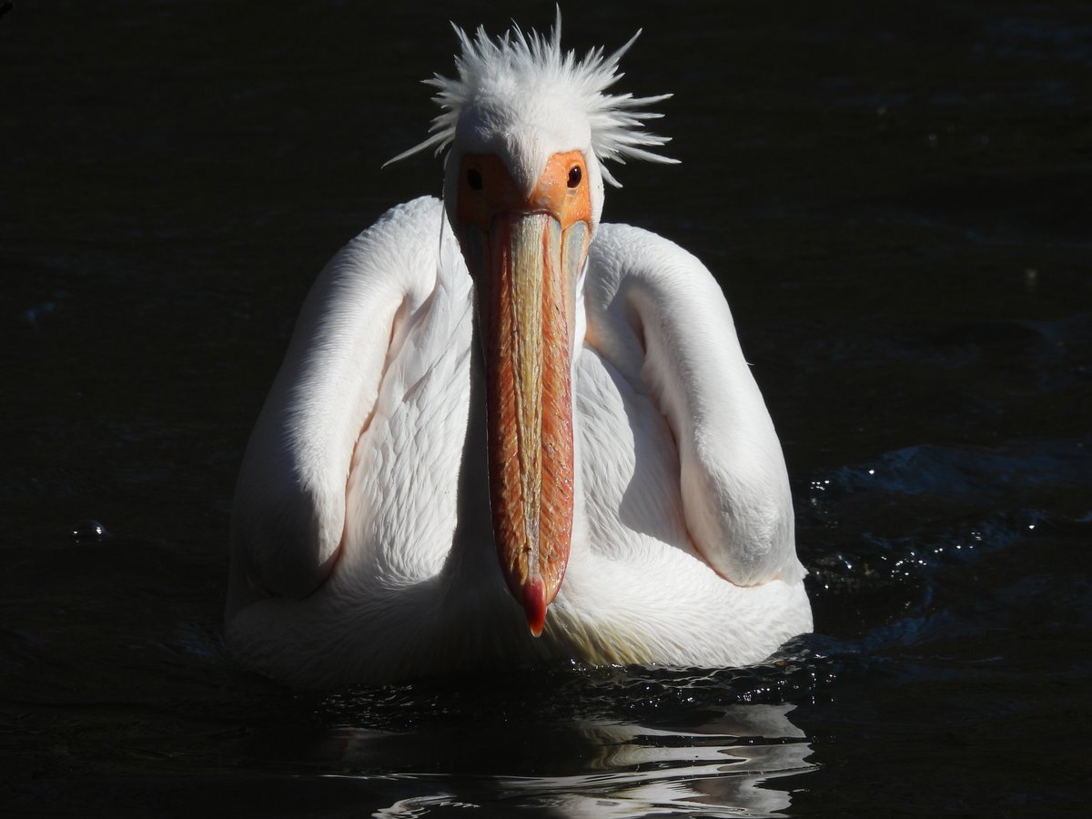 Pelican, St James Park, London.