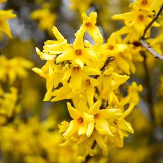 So hübsch die Forysythien auch aussehen, für unsere Bienen und Hummeln sind sie so "wertvoll" wie Pflastikblumen. Man findet auch kein Insekt an den Blüten. Warum? Forsythien sind eine Nullnummer, denn sie liefern weder Pollen noch Nektar. Aber es gibt Abhilfe. Gleich mehr.