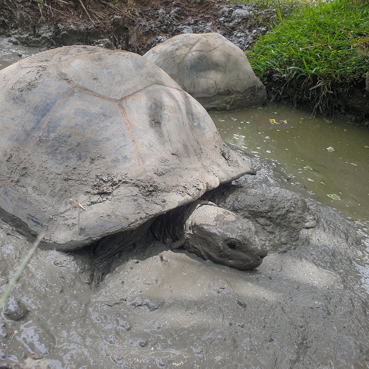 The mud will wash off, but the memories will last a lifetime...a very long lifetime. 🐢😂🐢

📷Rich Baxter