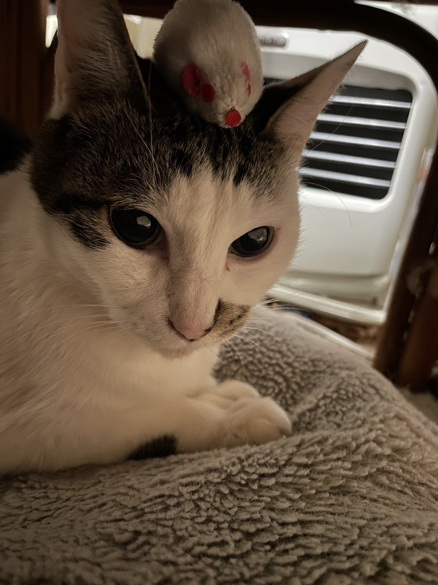 togano yomiko tweet media