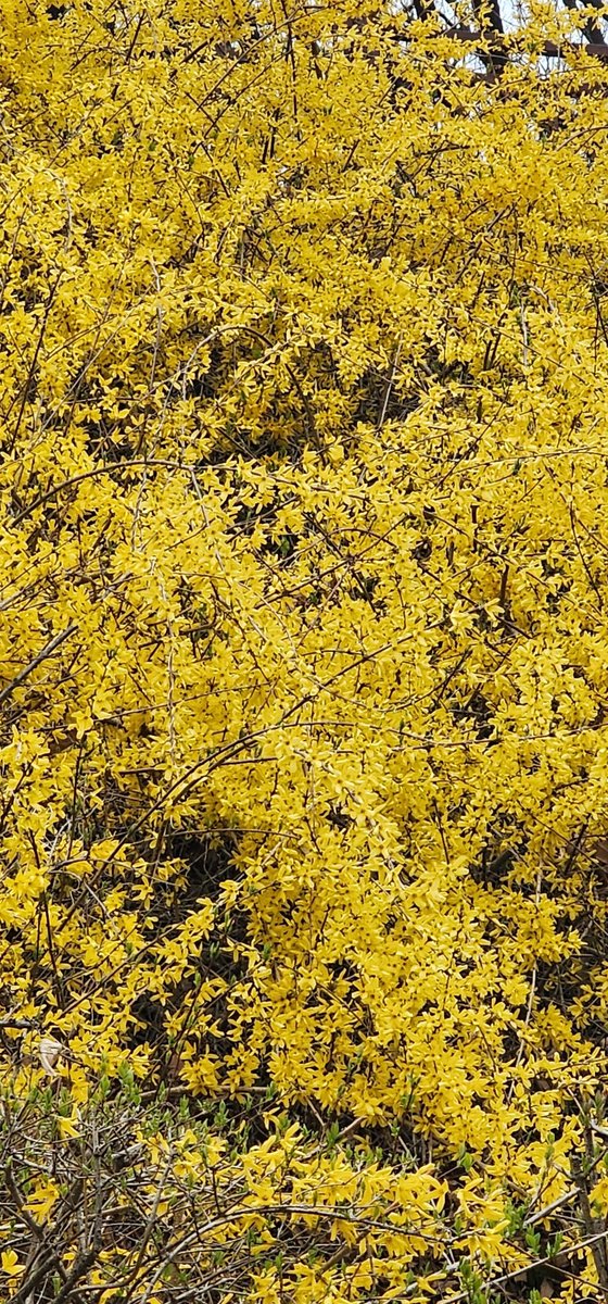 오늘
4월2일 수요일
서울 송파구
오금공원에는

개나리꽃이 활짝피어
봄의 시작을 알리고
있습니다
시민들을 유혹하고
있습니다