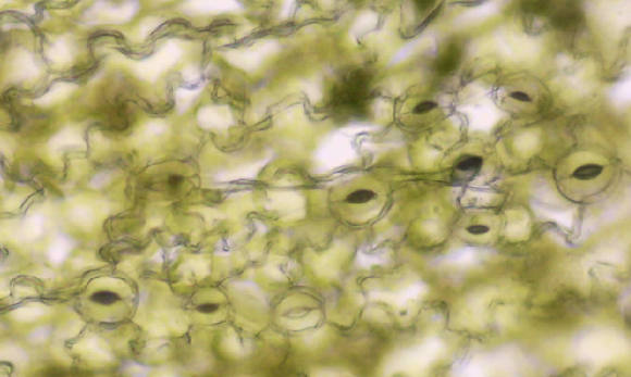 Beaulieu Biology (@beaulieubio) on Twitter photo Ecophysiology <a href="/Watts_SH/">Sarah Watts</a> <a href="/jerseywildlife/">SanganConservation</a> <a href="/Soc_Jersiaise/">Société Jersiaise</a> looking at our Saxifrage response to our climate as part of the <a href="/royalsociety/">The Royal Society</a> #partnershipgrants
<a href="/DrCGraham/">Chris Graham</a> - look at those pavement cells! Ecophysiology <a href="/Watts_SH/">Sarah Watts</a> <a href="/jerseywildlife/">SanganConservation</a> <a href="/Soc_Jersiaise/">Société Jersiaise</a> looking at our Saxifrage response to our climate as part of the <a href="/royalsociety/">The Royal Society</a> #partnershipgrants
<a href="/DrCGraham/">Chris Graham</a> - look at those pavement cells!
