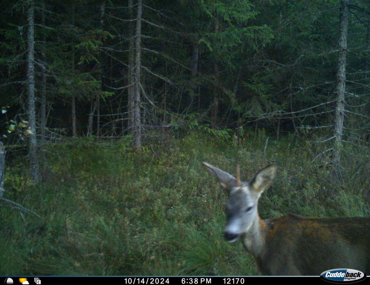 У карпатському Національному природному парку помітили єдинорога