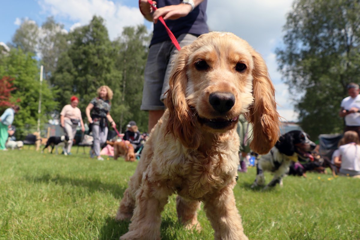 The Royal Welsh Spring Show is a delight for families and their four-legged friends

southwalesmagazine.co.uk/post/the-royal…