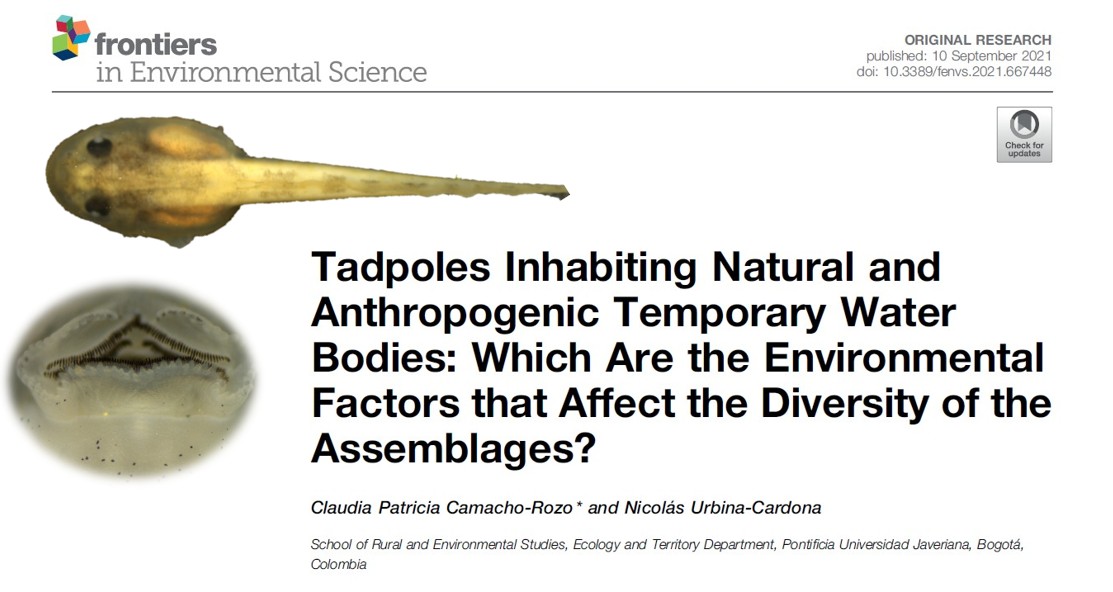 🐸🌱 ¡Presentamos el primer estudio de ecología de comunidades de renacuajos en Colombia!
👇🧵 "Tadpoles Inhabiting Natural and Anthropogenic Temporary Water Bodies: Which Are the Environmental Factors that Affect the Diversity of the Assemblages?"
🔗  frontiersin.org/articles/10.33…