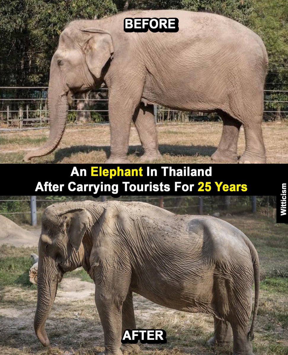 Thread of some of the most heartbreaking photos ever🧵

1. The Plight of an Elephant after carrying Tourists for 25 Years