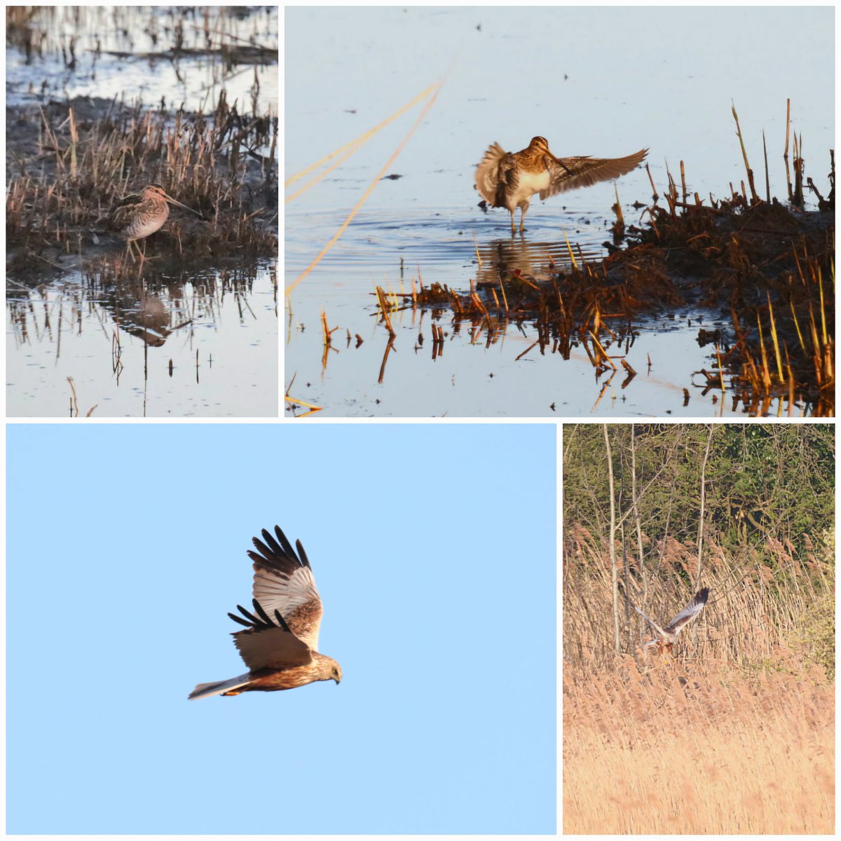 SFWilson@birder (@sfwilsonbi23867) on Twitter photo Far Ings: Marsh Harrier 4 Bittern 1 Cettis 3 Snipe 2 Reed Bunting 4 <a href="/Lincsbirding/">Lincsbirding</a> <a href="/LWTWildNews/">LWT Wild News</a> <a href="/_BTO/">BTO</a> Far Ings: Marsh Harrier 4 Bittern 1 Cettis 3 Snipe 2 Reed Bunting 4 <a href="/Lincsbirding/">Lincsbirding</a> <a href="/LWTWildNews/">LWT Wild News</a> <a href="/_BTO/">BTO</a>