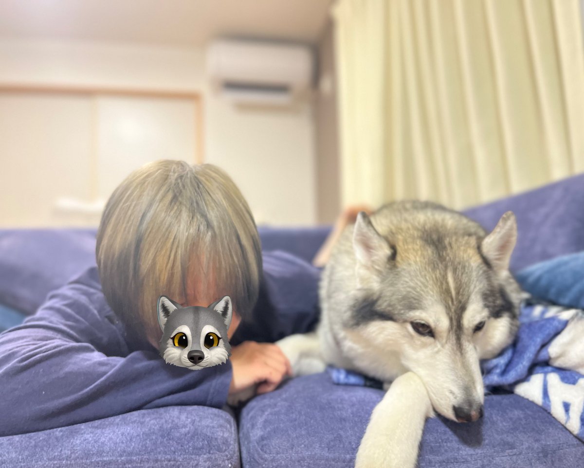 nonno0106's tweet image. 愛犬が大好きすぎて
ついに飼い主もハスキー化💇‍♀️