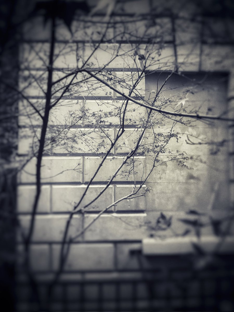 ClarkMail's tweet image. ©️ Roy Clark 2025
#urbantree #urbantrees #streettree