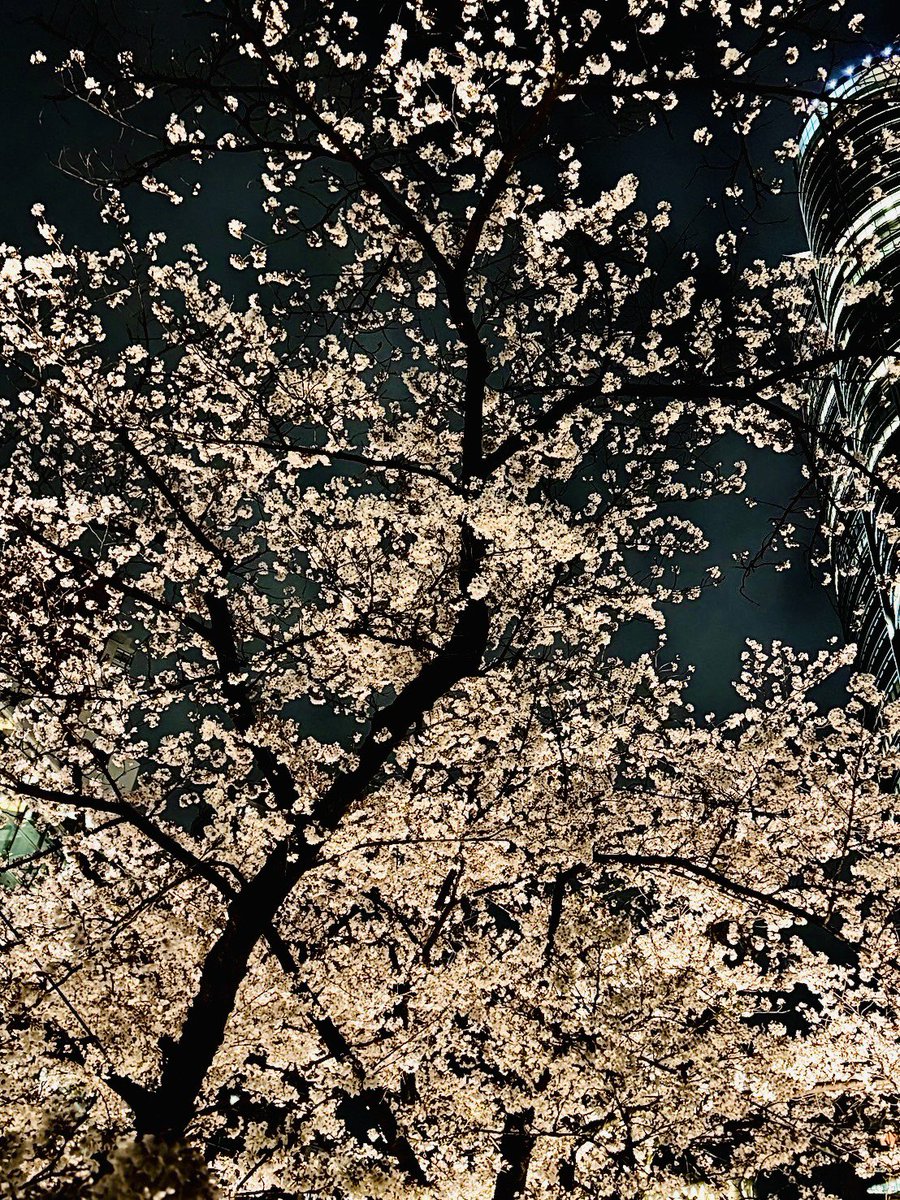 麻布も桜の季節になりました🌸

このところの冷え込みで
週末位まで観れそう😃

皆様も素敵な季節の週末を
お過ごし下さい❣️

#桜🌸
#六本木ヒルズ
#BIRDMANMASTERING
