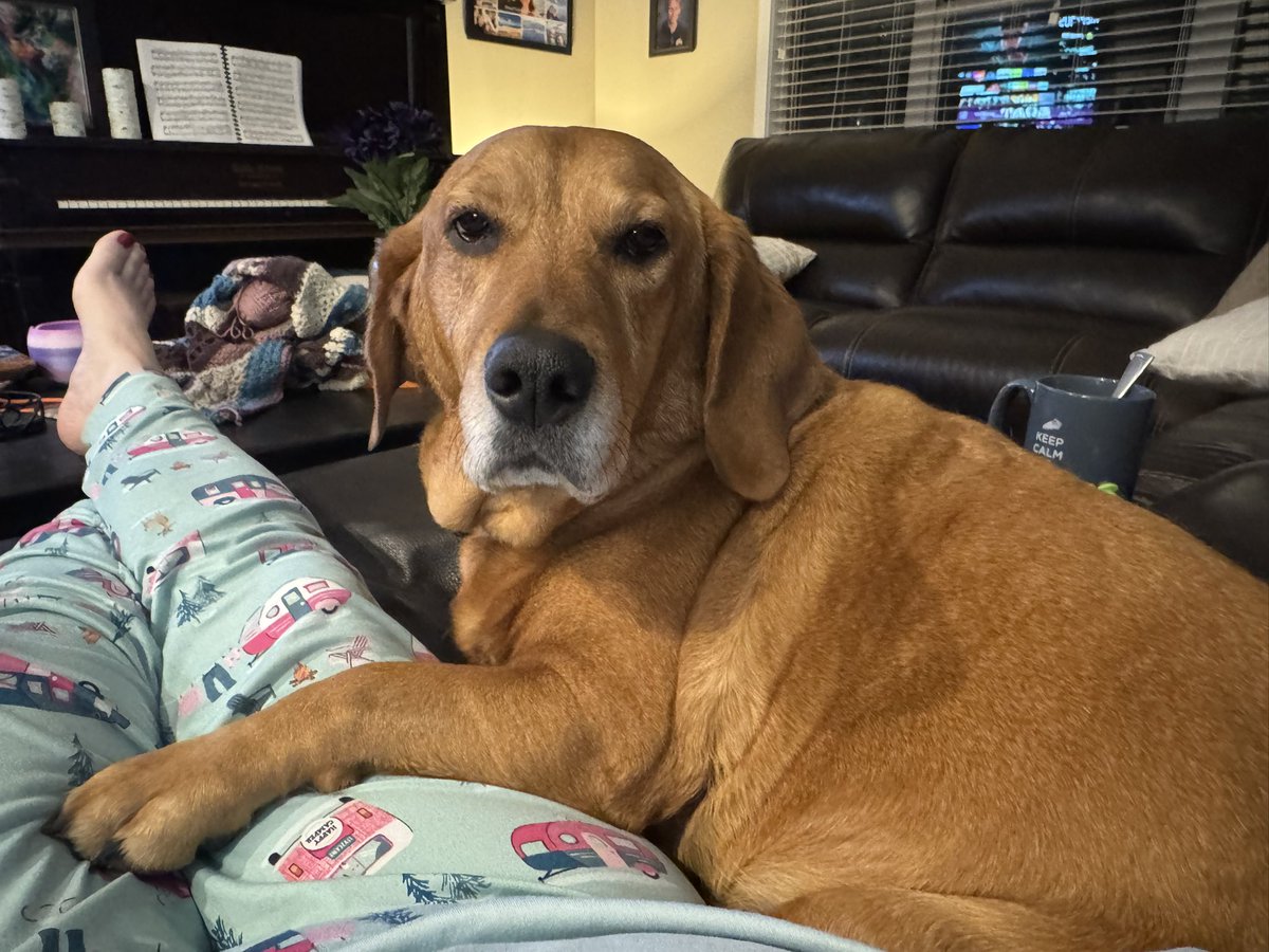 My dog, probably: This is my mom. There are many others like her but this one is mine. My mom is my best friend. … My mom, without me, is useless. Without my mom, I am useless. … My mom and I are defenders of our home. #bassetmix #possessivedog #marinecreed