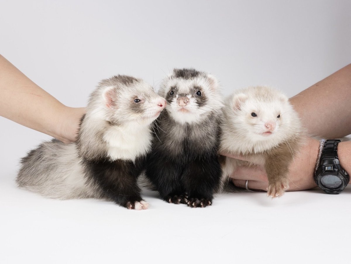 ___glrk's tweet image. My beloved children
 #NationalFerretDay