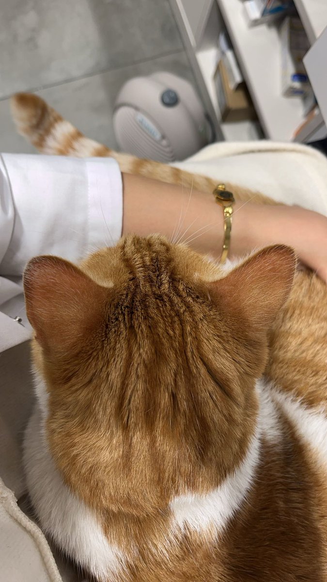 solyasmn's tweet photo. kedi dili ve edebiyatı https://t.co/gQcglAciuV