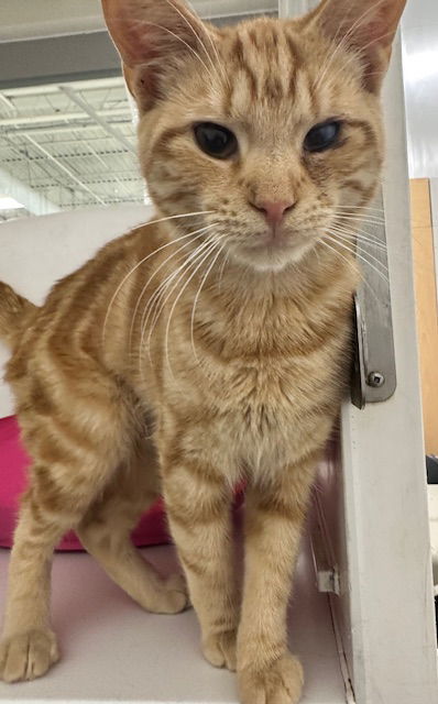 Tangerine!

This friendly 8-mo-old boy is good with cats/kids, neutered and UTD with vaccinations.

Come meet him at our new adoption center at Pets Supplies Plus, Hazlet, NJ!

Apply at RescueRidge.com. Email questions to cats@rescueridge.com