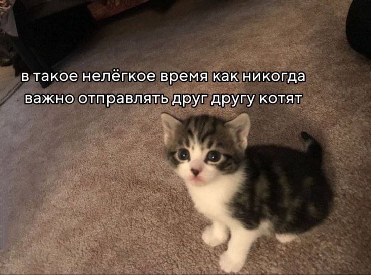 cats, i love cats (@catsilcats) on Twitter photo 