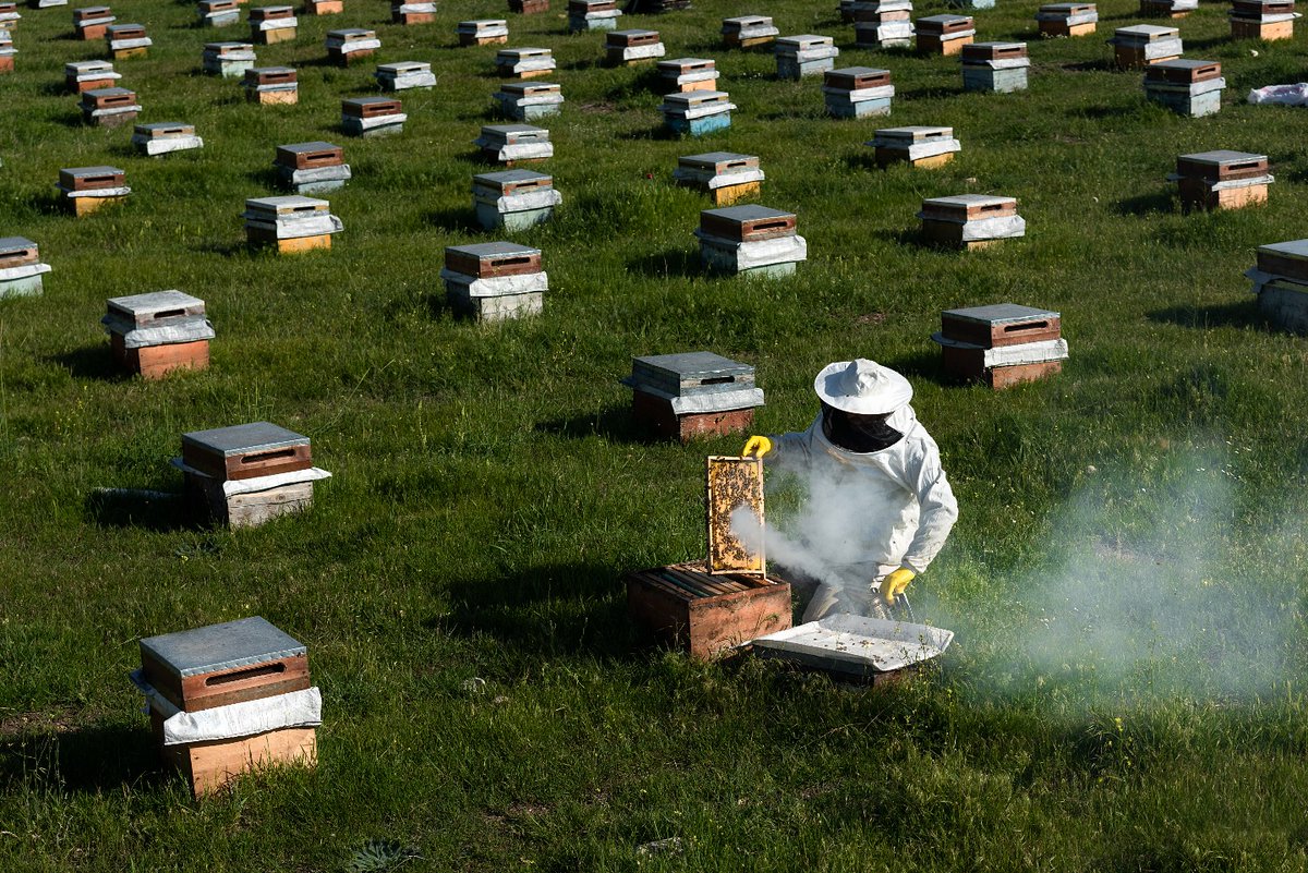 Arı Evleri… 📷
📷Pınarbeyli, Erbaa, Tokat