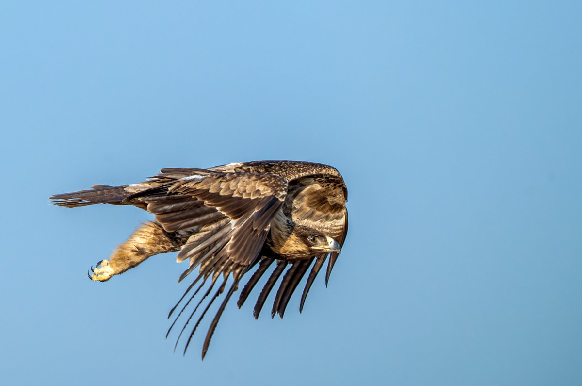 devasar's tweet image. Desert National Park, Jaisalmer
