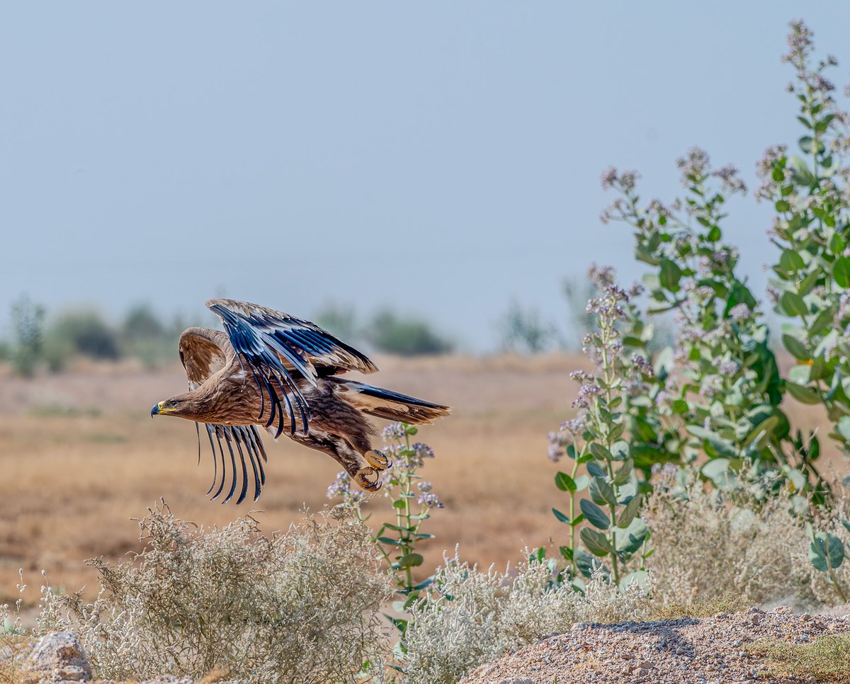 devasar's tweet image. Desert National Park, Jaisalmer
