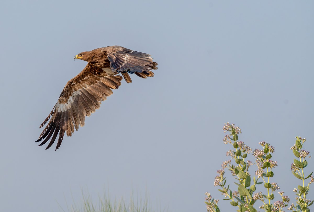 devasar's tweet image. Desert National Park, Jaisalmer
