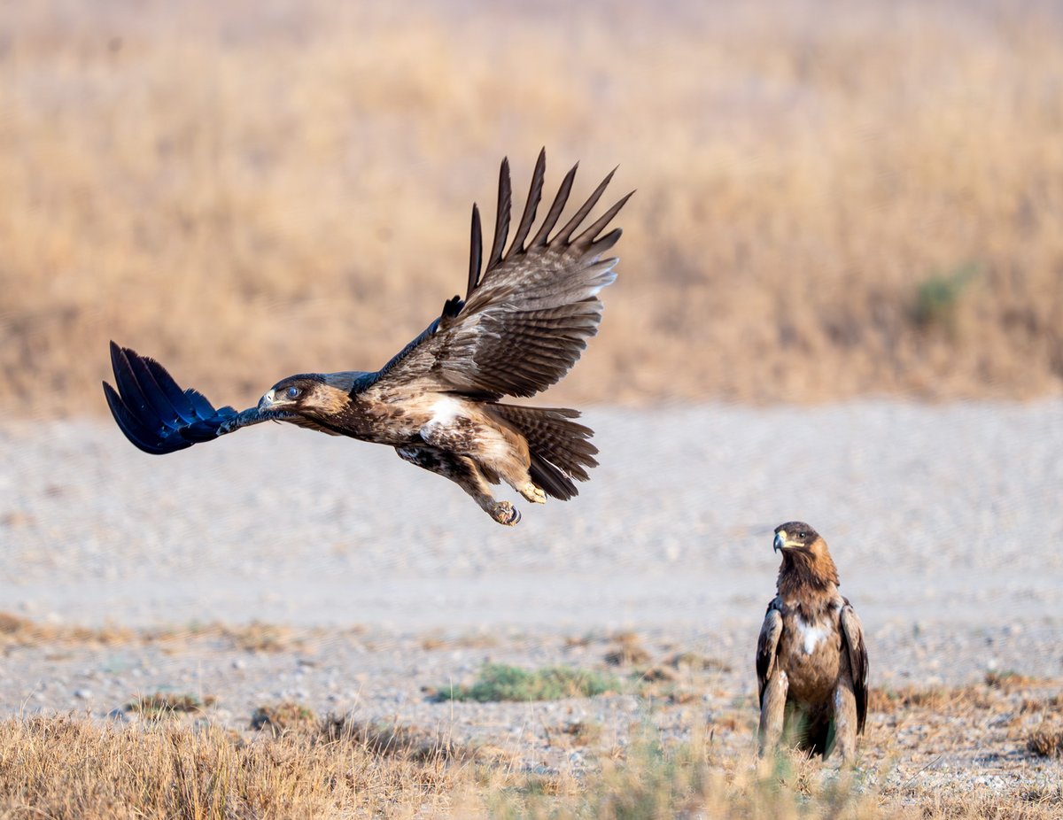devasar's tweet image. Desert National Park, Jaisalmer