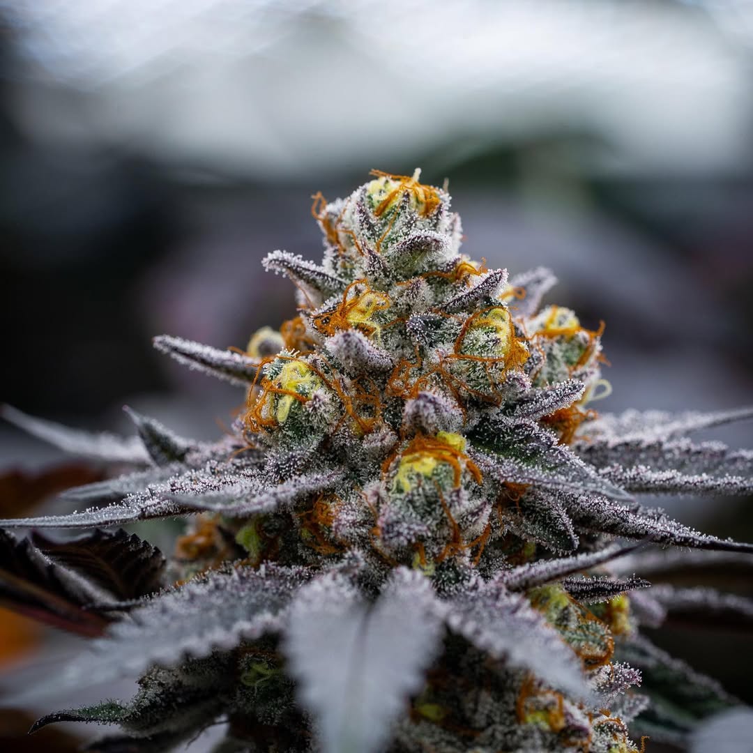 BlockBerry420's tweet image. Sourgatti never gets old.