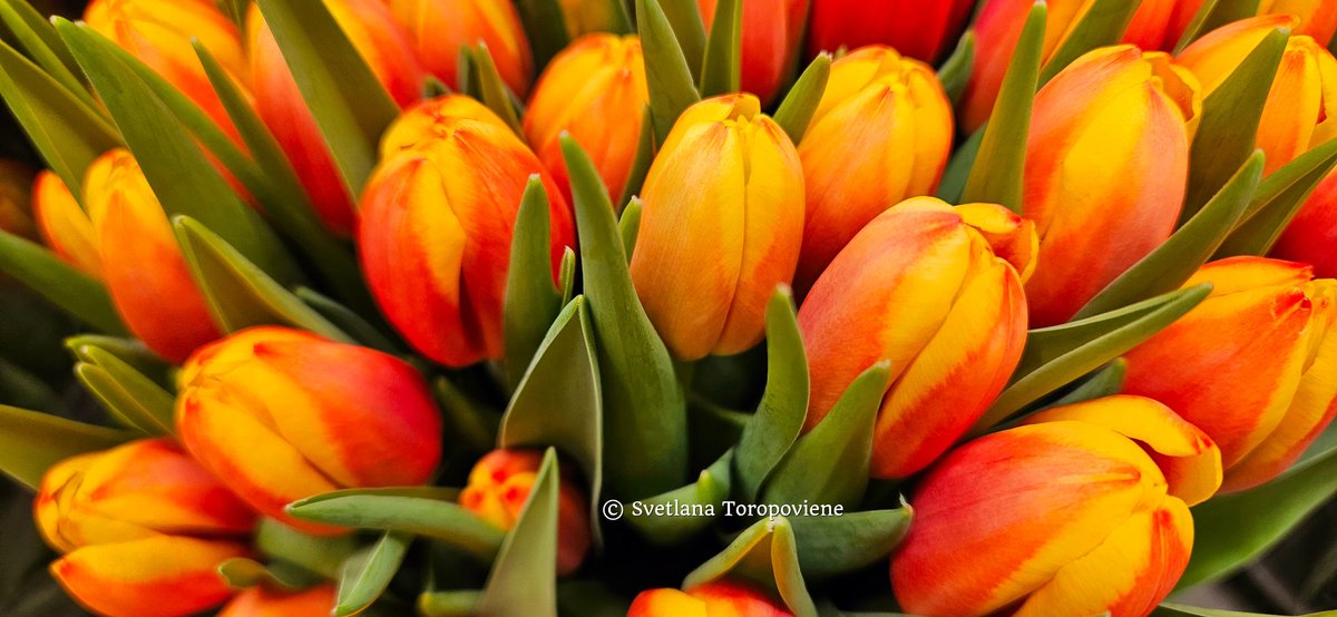 LanaToro21's tweet photo. @TBGTNT Hello, dear Tereza😇🤗👋 Thank you for your reply, care,warm, sincere wishes🙏💯💛
I wish you a wonderful Wednesday with loved people by your side, smiles all around, great mood🌹🌿🌹🌿🌹 I hope we all will be able to stay safe, peaceful & spread love🌞
#Photobyme #Sundayshots📷 https://t.co/vZYiistVtd