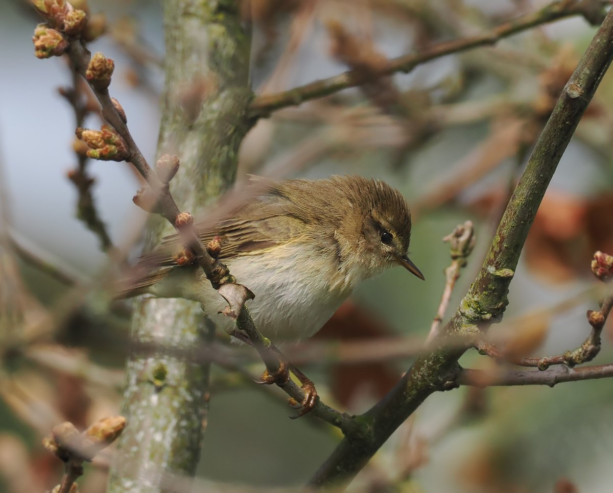 Bird of the Week - Willow Warblers arrive from Africa in early April. They're the commonest warblers in the Park, living in woodland and scrub. They are most easily found and recognised by their pure, descending song.