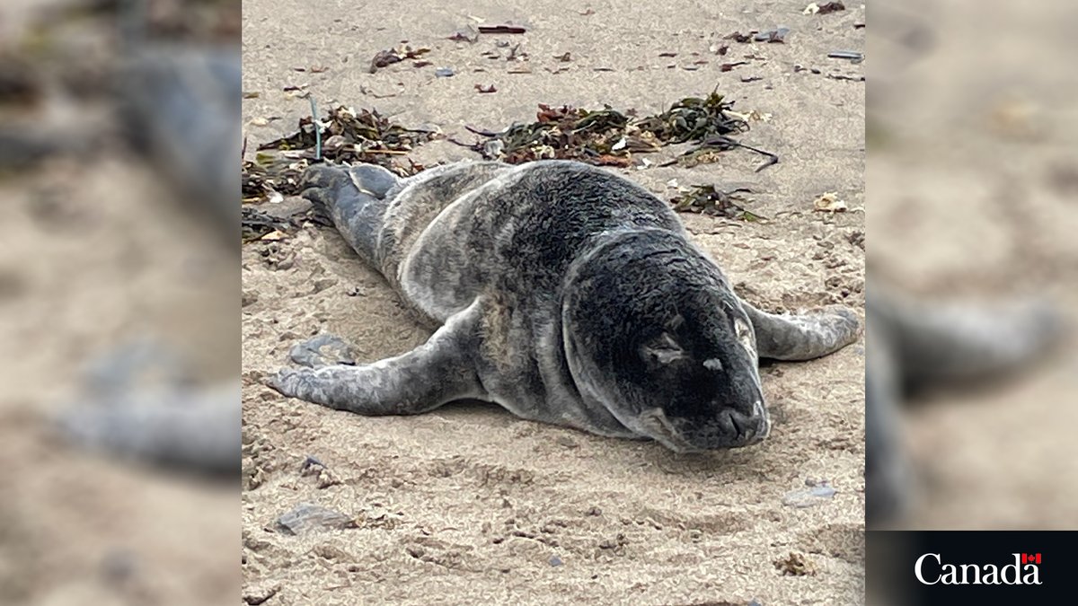 DFO_MAR's tweet photo. If you see a young seal that might seem to be alone and in distress, keep your distance and keep your pets leashed.

It’s normal this time of year for seals to stay on rocks, ice floes and land for long periods of time, and they shouldn’t be disturbed. https://t.co/DFJrncV7u0