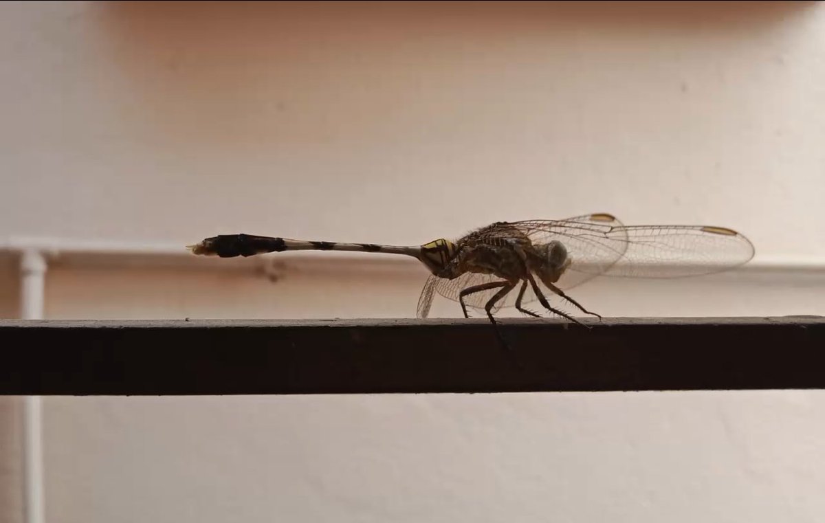 DecodingRaj's tweet image. Macro ... ✨
📸 : @Vivo_India #VivoX200 🔥
.
#photography #Zeiss #Zeissimagegofar