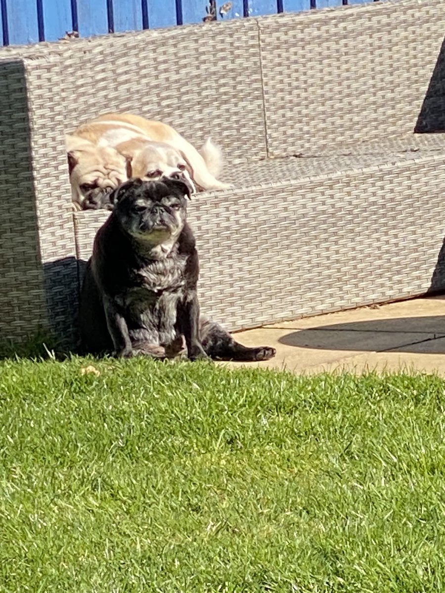 Buddy here…. Bettys at it again. Looking all grumpy coz there’s no space for her massive ego on the chair next to Buster 😂