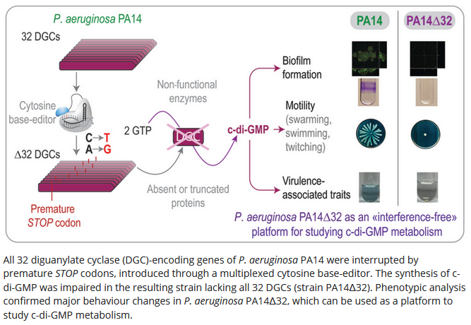 Pablo Iván Nikel @pabnik.bsky.social (@pabloinik) on Twitter photo Genetic dissection of cyclic di-GMP signalling in Pseudomonas aeruginosa via systematic diguanylate cyclase disruption—led by <a href="/martino_RA/">Román Martino</a> & <a href="/Daniel__Volke/">Daniel Volke</a> <a href="/MicrobialBiote1/">Microbial Biotechnology (MBT)</a> #OpenAccess
…icro-journals.onlinelibrary.wiley.com/doi/full/10.11… Genetic dissection of cyclic di-GMP signalling in Pseudomonas aeruginosa via systematic diguanylate cyclase disruption—led by <a href="/martino_RA/">Román Martino</a> & <a href="/Daniel__Volke/">Daniel Volke</a> <a href="/MicrobialBiote1/">Microbial Biotechnology (MBT)</a> #OpenAccess
…icro-journals.onlinelibrary.wiley.com/doi/full/10.11…