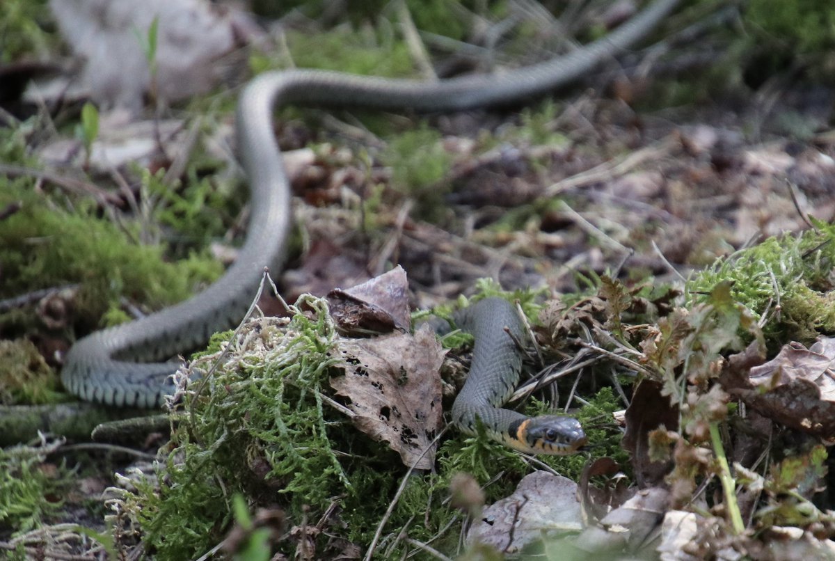 Slangen. 🫨 Doodeng! 

Maar op je vrije woensdagmiddag een ongevaarlijke ringslag (2 zelfs!) tegenkomen in het bos is best tof 🙃