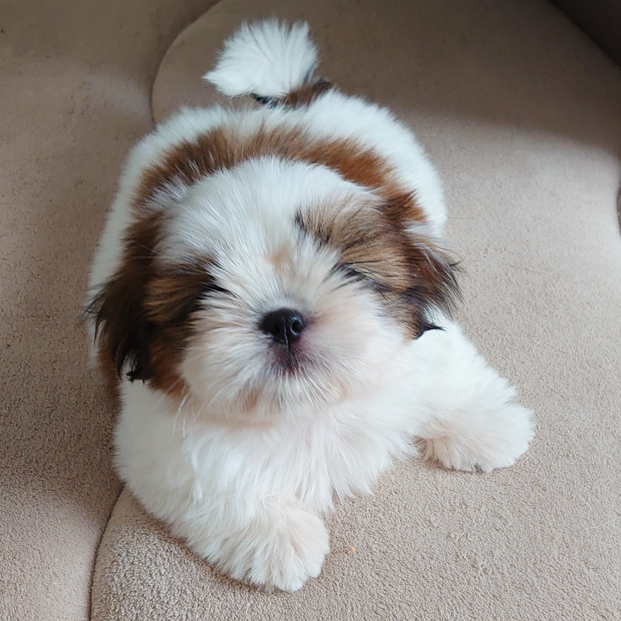 【SOLD】お正月❁飾り シーズー シーズーのお嬢さん (@Ojousan_ShihTzu) / Posts / X