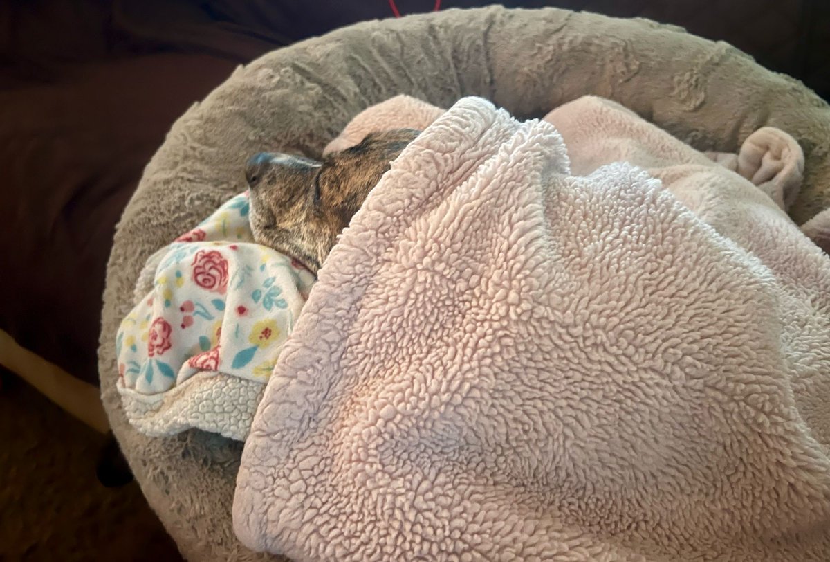 Allentown1711's tweet image. My #ThunderBuddy 🐕. 
#PoppyGrace 🐾🤎