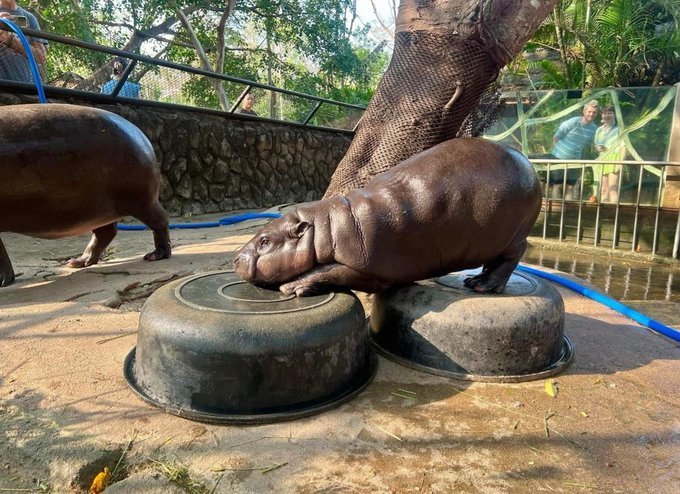 Patience young grasshopper 🧘🏽‍♂️

-Also Moo Deng 

<a href="/MooDengSOL/">Fan Page | Moo Deng</a> #Moodeng