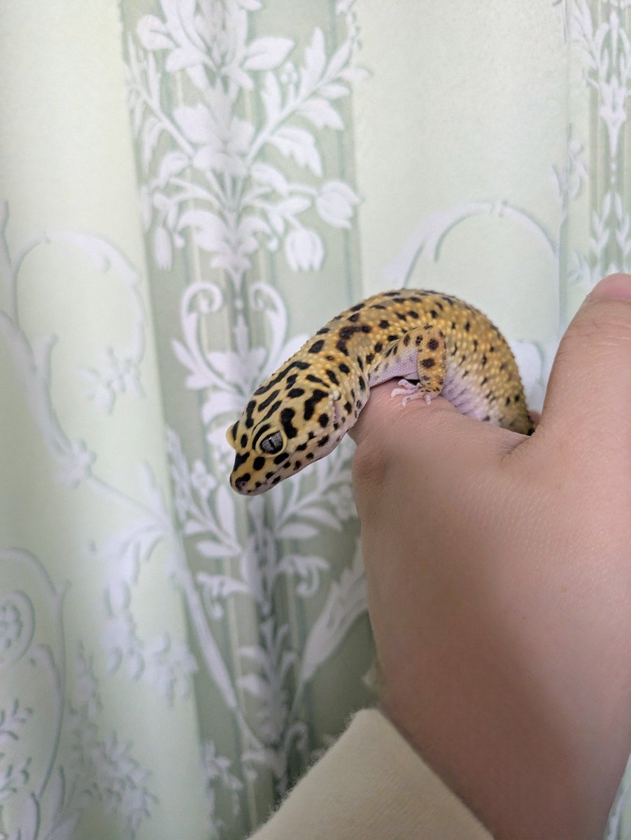 eve_26HS62's tweet photo. バナナちゃん🦎 https://t.co/JVlpCPzw6l