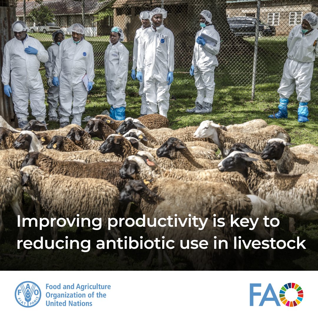 FAOLivestock's tweet photo. 🚨 Without action, antibiotic use in livestock could increase by 29.5% by 2040. But better management can change this trajectory.

New @FAO-led study reveals how improved productivity can reduce future antibiotic use in livestock.

Learn more➡️ https://t.co/SlxOVpSE1q https://t.co/yfIk0I0Odt