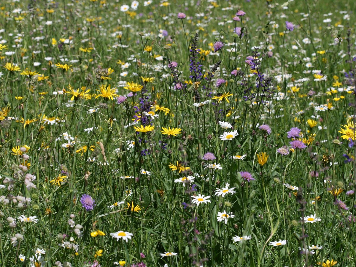 L'association Beau &amp; Sauvage, qui a bénéficié d'un accompagnement <a href="/TalentisLAB/">TalentisLAB</a> à ses début, propose un symposium sur les #jardins naturels 😍 pour des jardins adaptés aux 🦋

📅16.5.25
📍Papillorama, #Kerzers
ℹ️j3l.ch/F101860

<a href="/Jura3Lacs/">Jura & Trois-Lacs</a> #Biodiversité #nature <a href="/fribourgCH/">Fribourg</a>
