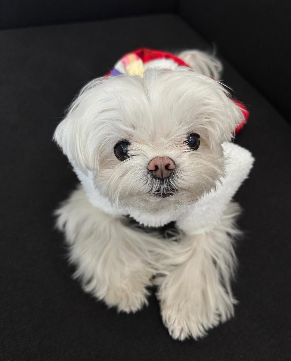 dopcandy's tweet photo. Coco, rest in peace angel. You were so loved so adored, you’ll always be our dearest princess. Always 🥺🤍 https://t.co/RJl5fJVXQQ
