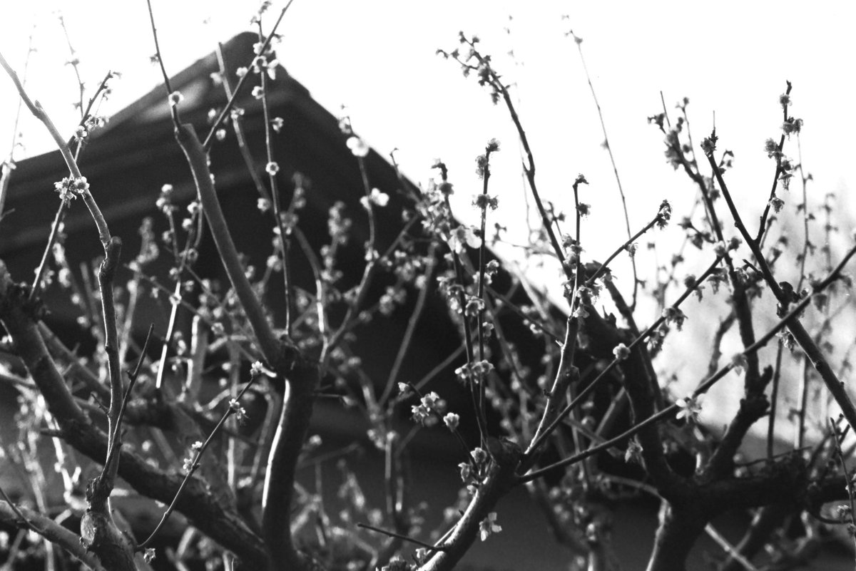 #Canon  #Ilford #HP5
#film #photography