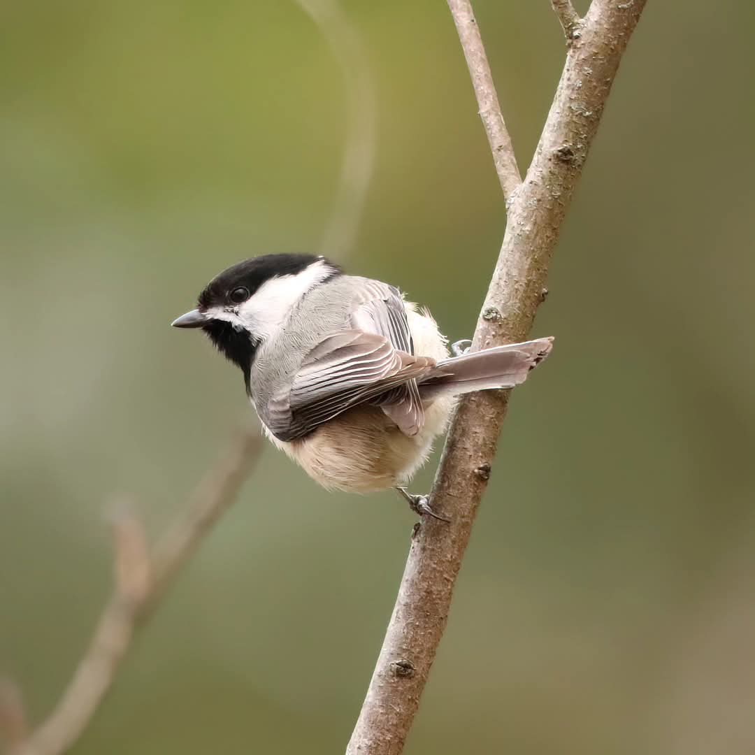 birdhouse_love's tweet photo. This chickadee did a fabulous job striking a pose!
#chickadees #chickadee #chickadeeantics #birding #backyardwonderland #ohiobirds #backyardbirding #birdlife #birdloversclub #birdlovers #birdwatchersdaily #birds #birdwatcher #birdsonearth https://t.co/wFmAoCdri0