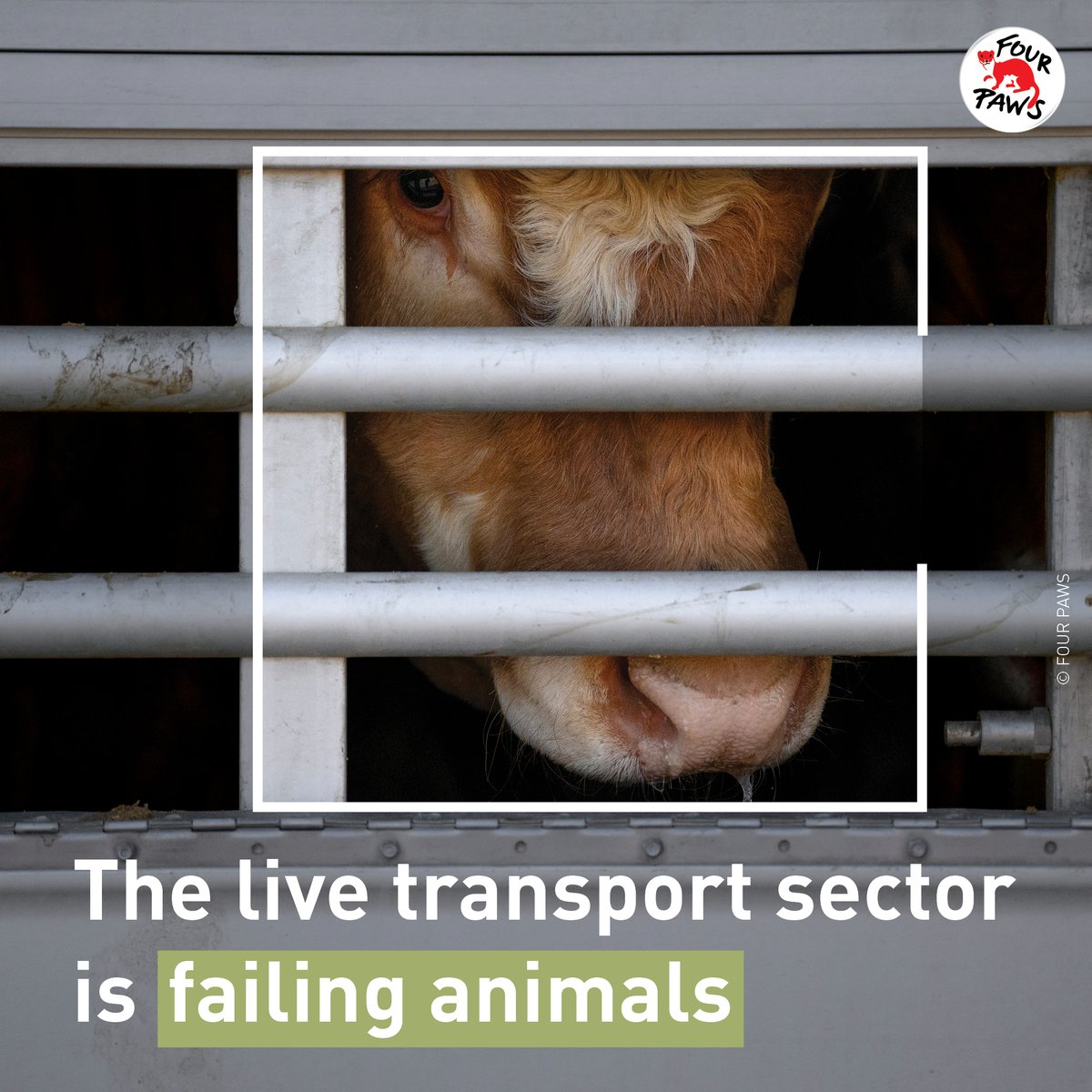 fourpawsint's tweet photo. #StopTheTrucks 🚚 Over 1.5B animals suffer in the EU’s #LiveTransport system each year. Some even die during the journey 💔 Yet, cruel long journeys & live exports continue. Policymakers must act NOW - @Europarl_EN #DoBetterForAnimals❕ https://t.co/uwMr2CTICN
