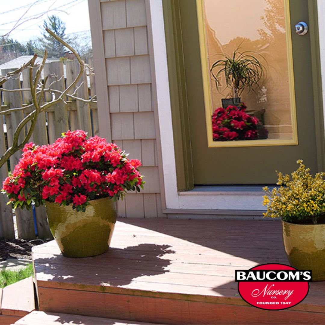 New!
Proven Winners Perfecto Mundo Double Red Azalea

Visit us at baucomsnursery.com for all your WHOLESALE ONLY needs. 

#provenwinners #azalea #perfecto #mundo #doublered #verbena #palm #fuschia  #hangingbaskets #plant #plantsplantsplants #shrub #roses #baucomsnursery