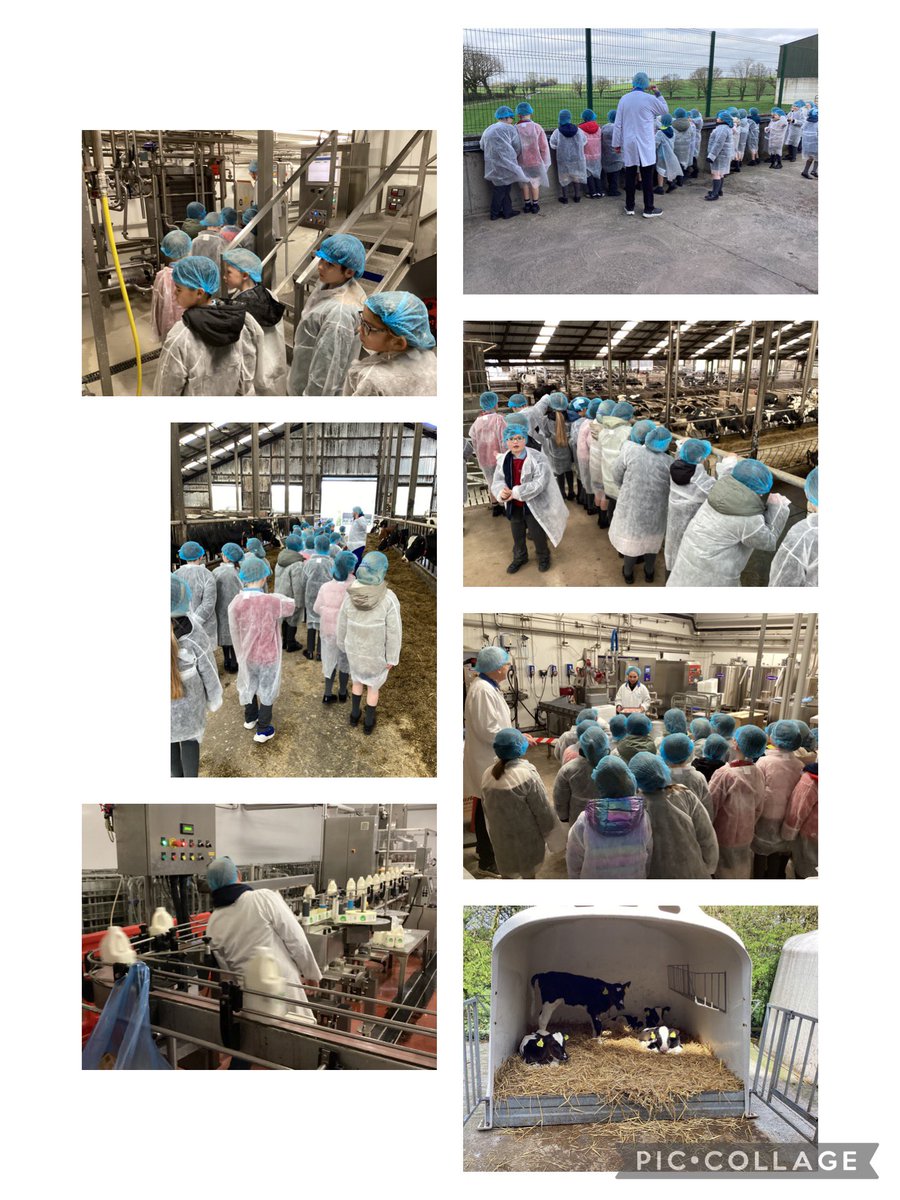 pondparkp4's tweet photo. P4 had a fabulous day at Drayne’s Farm.  The children could really appreciate where the milk bought in our supermarkets comes from. https://t.co/LNNMcpUb9b