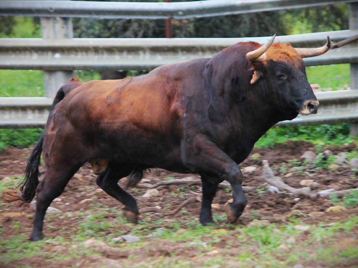Risueño-3 g1 es el toro de Valdemoro que hemos adquirido para este 2025. Cuatreño con unas hechuras fantásticas que combinan con una bella armonía y seriedad. Nos encantó el toro nada más verlo porque no es fácil unir trapío sin exageraciones. Y este toro lo tiene 🤟🤟☘️☘️☘️
