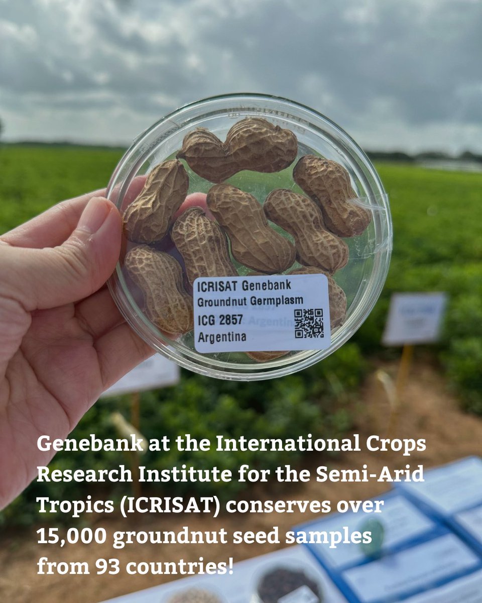 CropTrust's tweet photo. Thanks to genebanks worldwide, including ICRISAT’s, peanut diversity is preserved and available to breeders, scientists and researchers, helping keep PB&amp;J on our plates!

Read more 🔗 https://t.co/snZuDxf2yk https://t.co/dpm94AOHKY