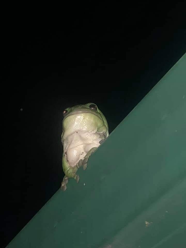 No Context Frogs tweet media