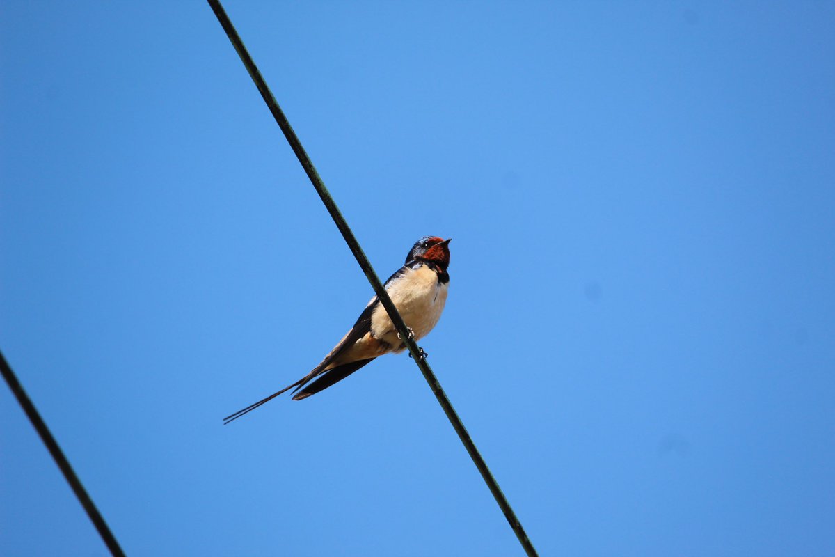2010defy's tweet photo. Boerenzwaluw aan de Vlietdijk in Reeuwijk bij de Vrije Hoeve waar ze ieder jaar nestelen @VroegeVogels @Sovon @vogelnieuws https://t.co/qQ5aItRHwR