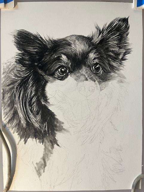 ArtByCy's tweet photo. On Cy's easel today:
This cutie is named Lexi. I'm drawing her in Charcoal, 9x11 in. 
To see more pet portraiture please visit https://t.co/3gpZfrW4gV
My Summer calendar is filling, please contact me soon if you need to honor your, or another's special pet.
#pets #dog #gift #art https://t.co/5nO1Cz6weW